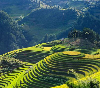 Rice_terrace_Vietnam_2846777_675